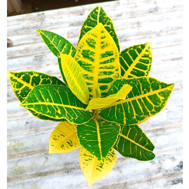 PURING PROTON KUNING