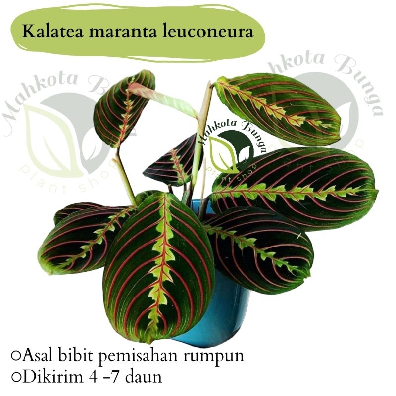 kalatea maranta leuconeura - kalatea kepiting