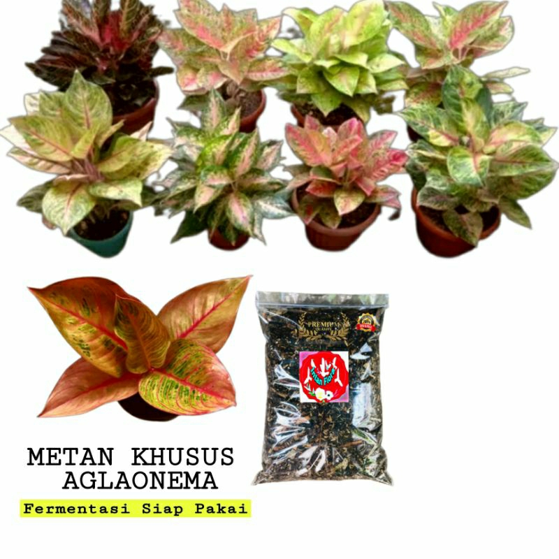 Media Tanam Aglaonema Premium Fermentasi Siap Pakai