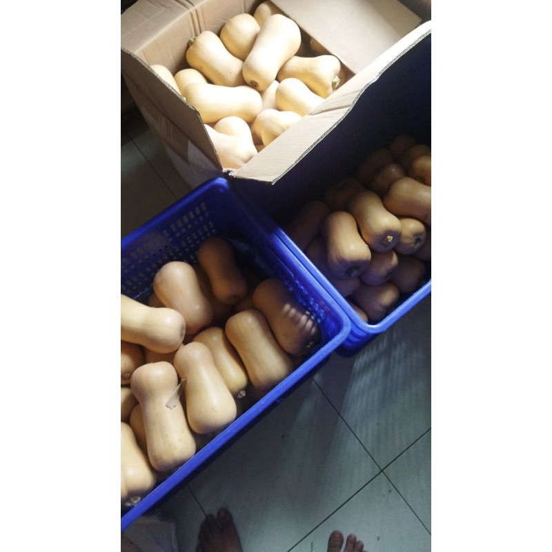 

Butter Nut ( Labu Kacang )