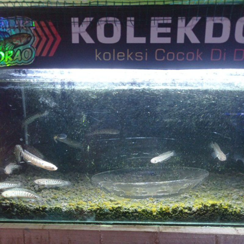 asiatika ws pure4-5cm