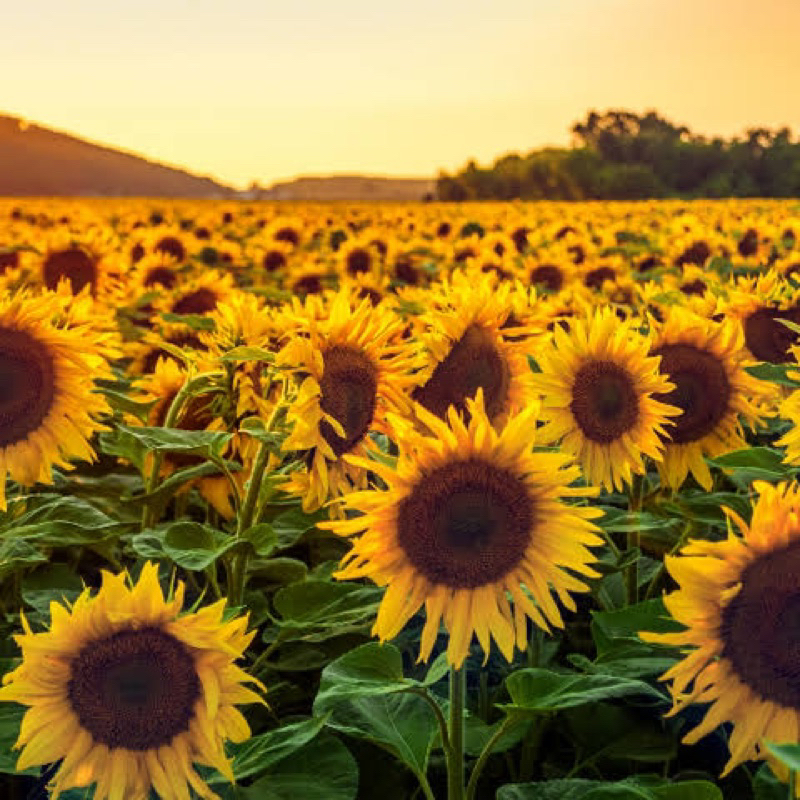 (1 KG) Benih Sunflower Bunga Matahari Hitam Lokal Kualitas Super Seeds