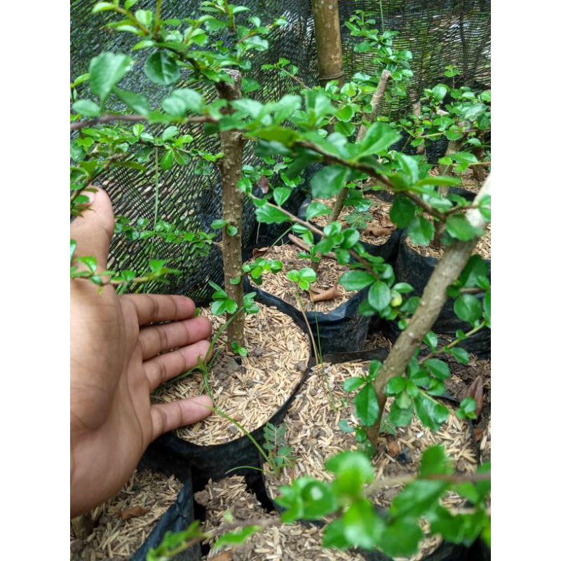 bibit hokianti bunga bahan bonsai
