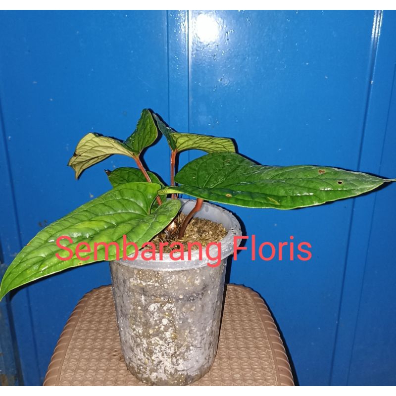anthurium radicans batang merah/Anthurium Sirih batang merah