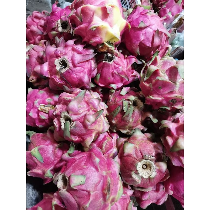 

BUAH NAGA HARGA SATUAN