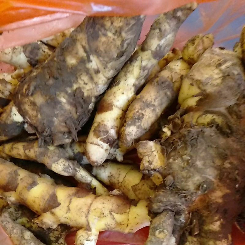 

Rimpang Kunyit Kunir putih pahit