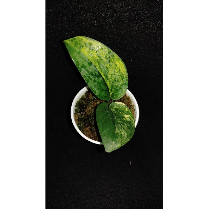 Scindapsus Jadesatin varigata