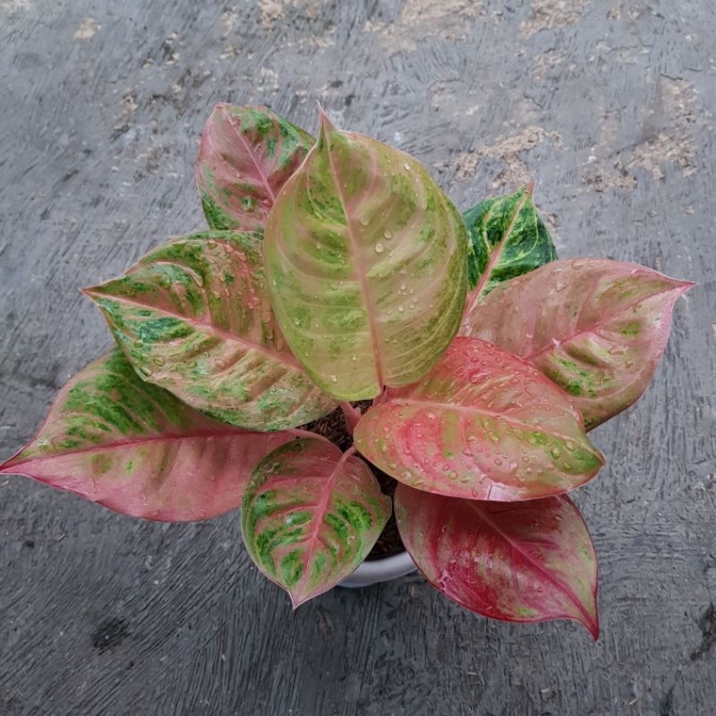 Aglaonema Susan Mutasi