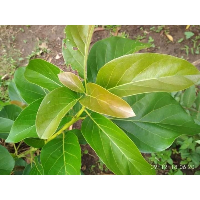 

daun alpukat segar harga perlembar