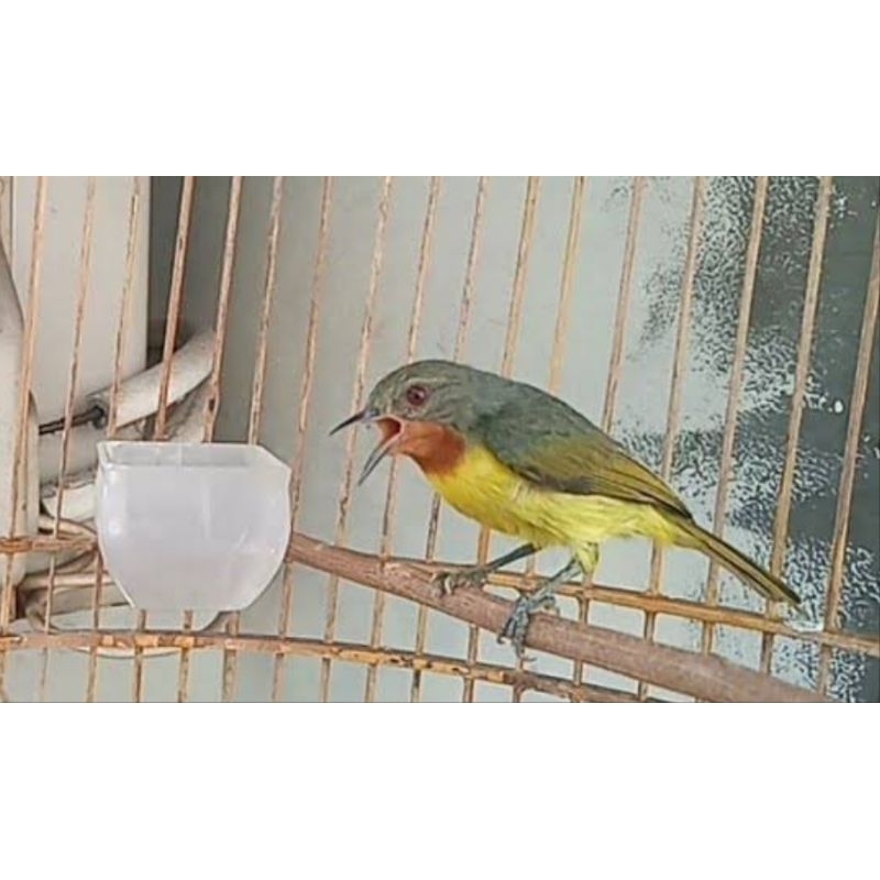 KOWUL BETINA BUAT TERNAK/CAS