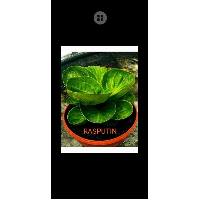 anthurium mangkok rasputin ( roset ) bahan kontes