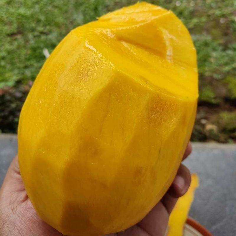 Bibit Mangga Chokanan Orginal Tinggi 1 Meter Batang Besar Cepat Berbuah