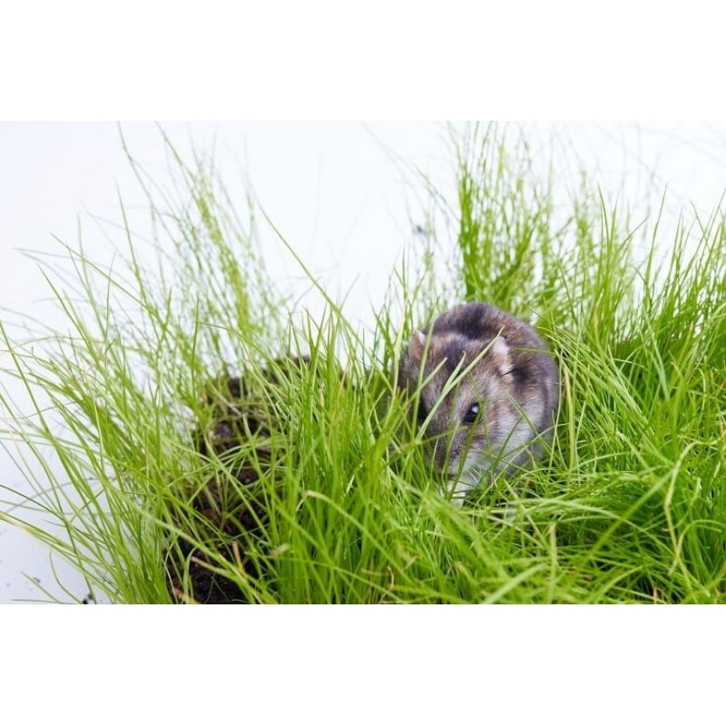 Wheatgrass Growing Kit Paket Rumput Gandum Hamster Lengkap