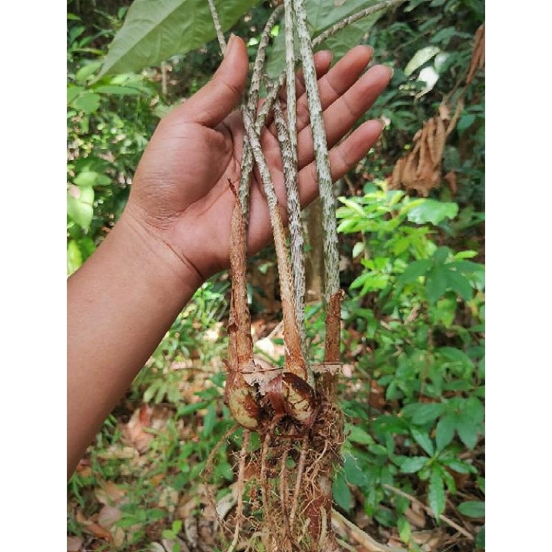 Bonggol alocasia zebrina sp.borneo / tanaman murah