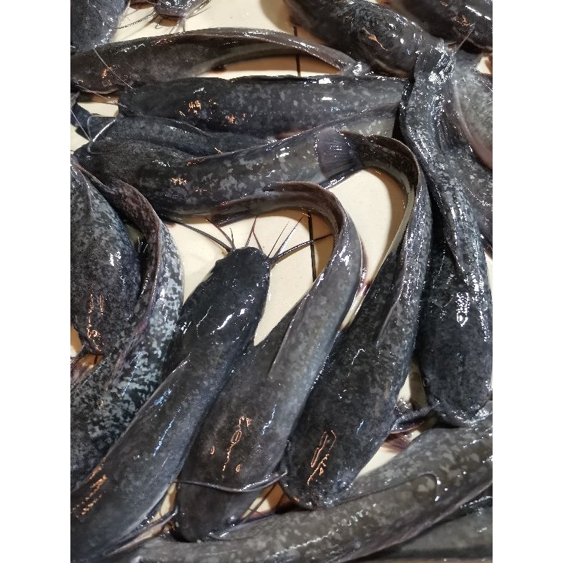 

IKAN LELE SEGAR 1 KG