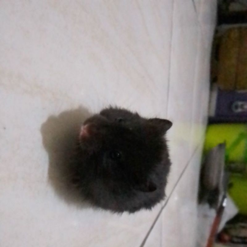 hamster syrian short/long hair