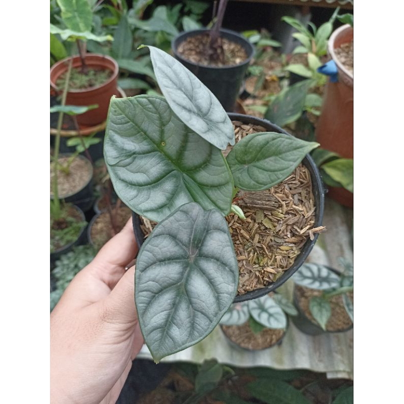 Baby Anakan Alocasia Dragon Silver