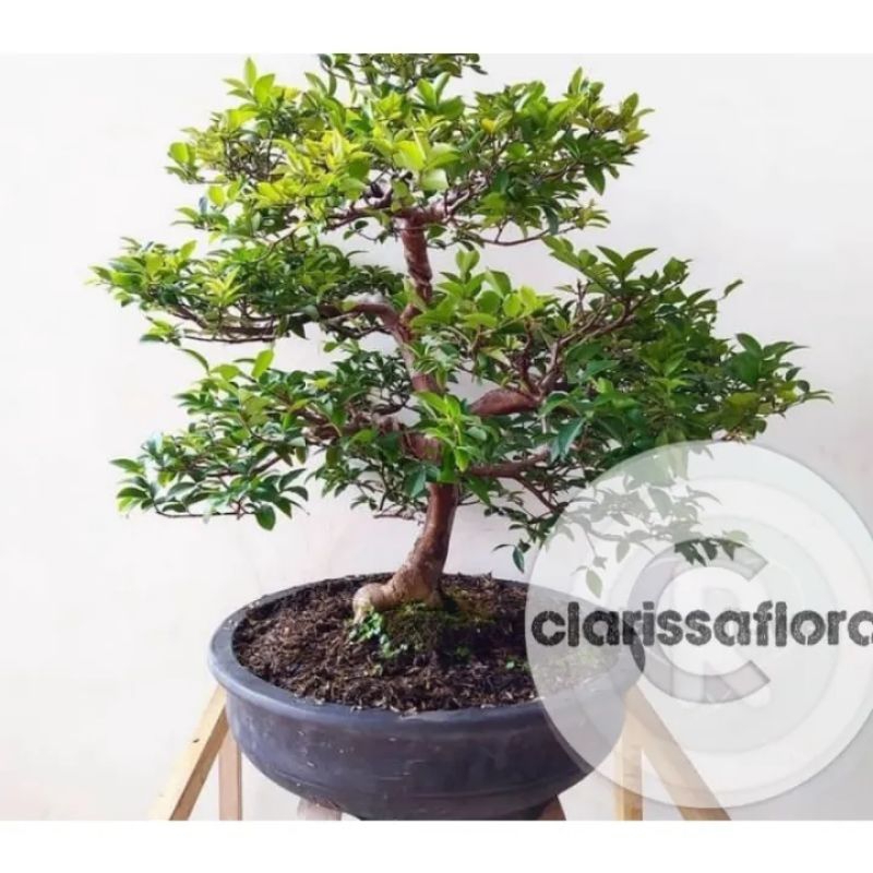 Tanaman hias pohon anggur Brazil siap bonsai / bonsai anggur Brazil / bahan bonsai