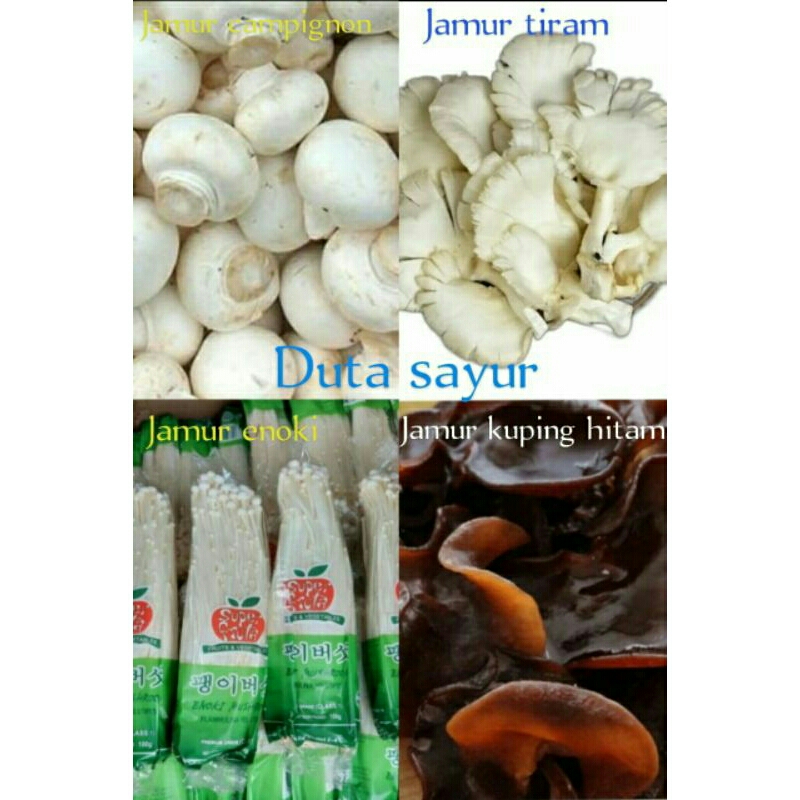 

Jamur champignon / Jamur tiram /Jamur enoki / Jamur kuping hitam