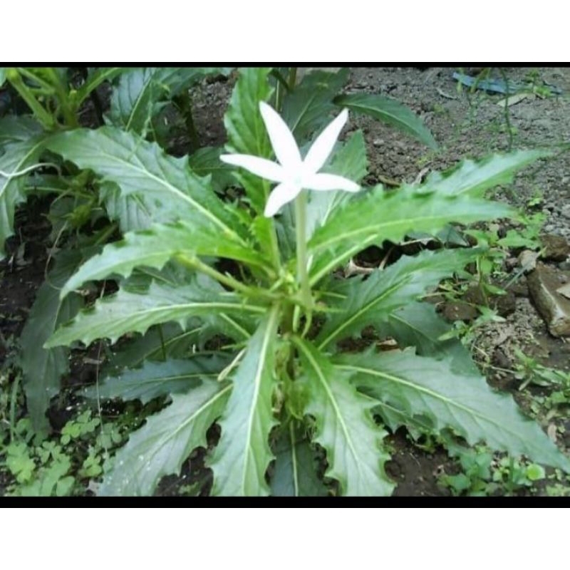 Bibit Kitolod tetes mata,Bunga kitolod