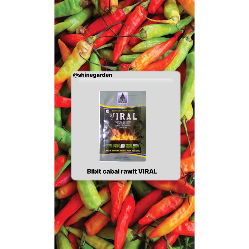 BENIH/BIJI/BIBIT CABE CABAI RAWIT VIRAL