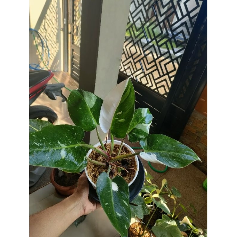 Philodendron White Princess