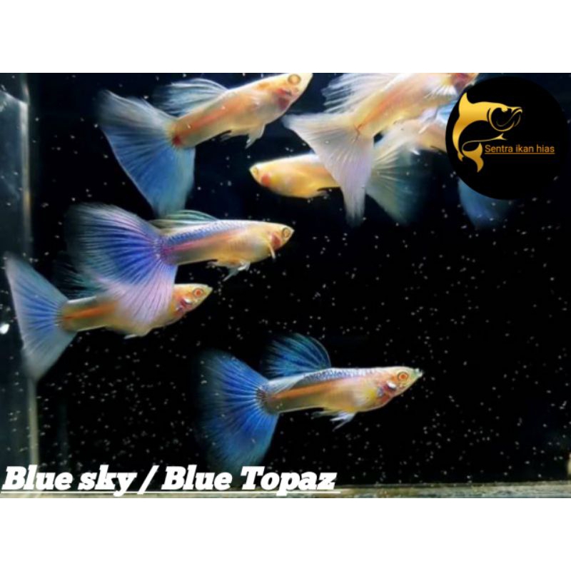 Ikan Hias Guppy Blue Sky / Blue Topaz Hiasan Aquarium