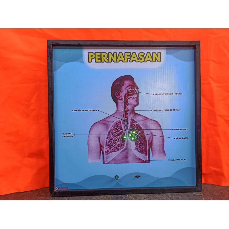 

penampang saluran pernapasan alat peraga pendidikan ipa model penampang saluran pernapasan dan saluran pernafasan elektrik