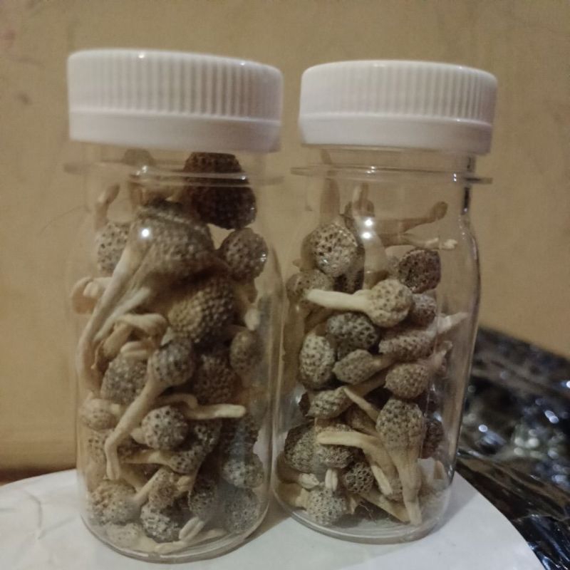 

Jamu Mpot Herbal
