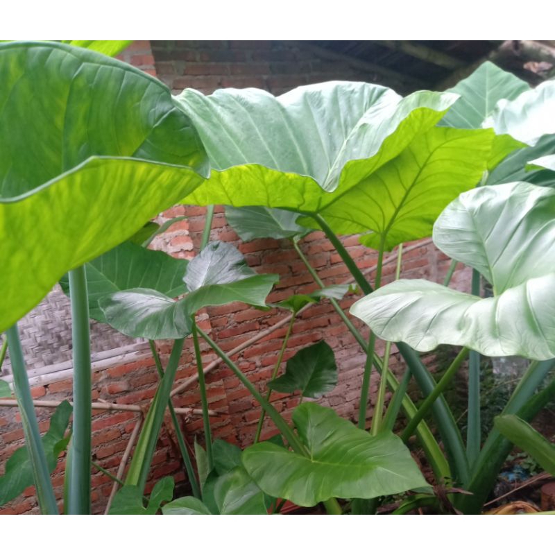

daun talas segar buat buntil (daun sedang) Rp700 per lembar