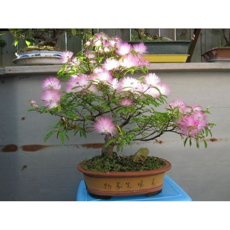bibit bonsai kaliandra surinamensis