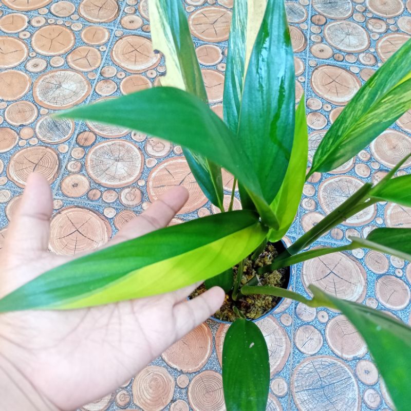 (Real Picture) EPIPREMNUM AMPLISIMUM VARIEGATA