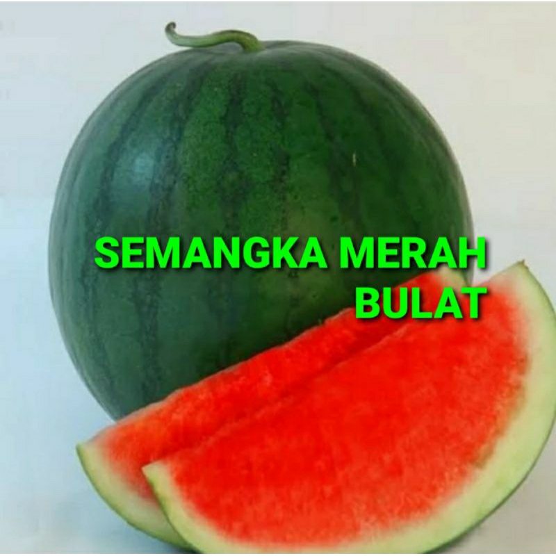 

SEMANGKA MERAH BULAT KHUSUS PARA SULTAN 1 KG (PREMIUM QUALITY)