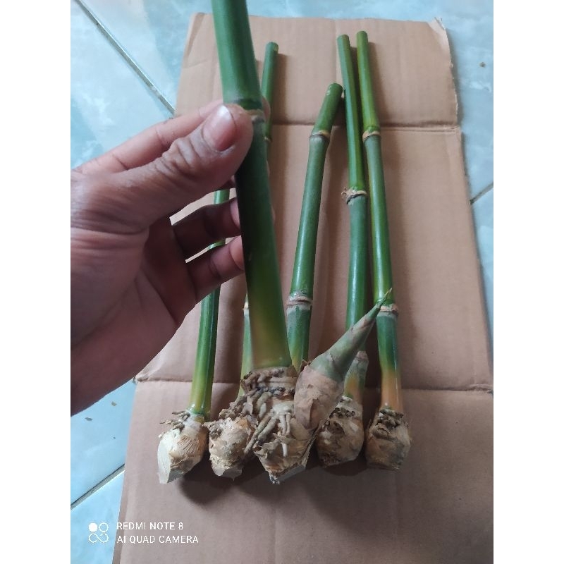 bibit bambu petuk bambu hijau asli siap tanam per 10 bibit