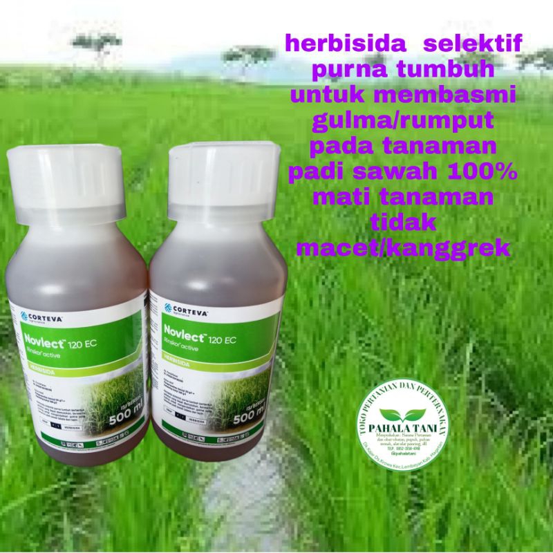 Novlect 120 EC herbisida rumput pada tanaman padi/gulma daun sempit/gulma daun lebar/100% mati