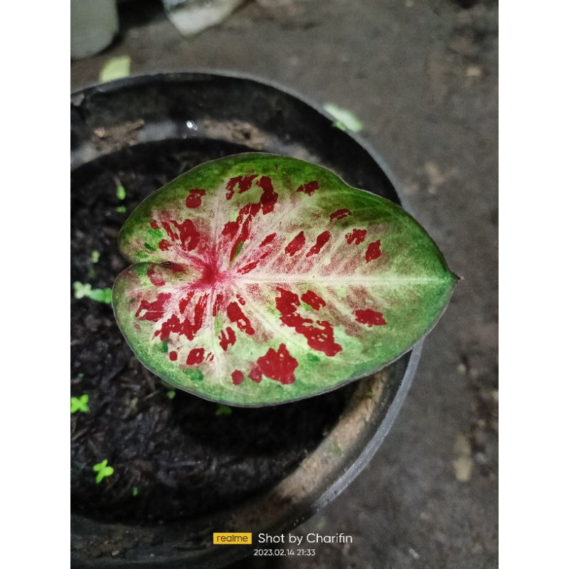 Paket Lima plant Keladi cantik terbaru