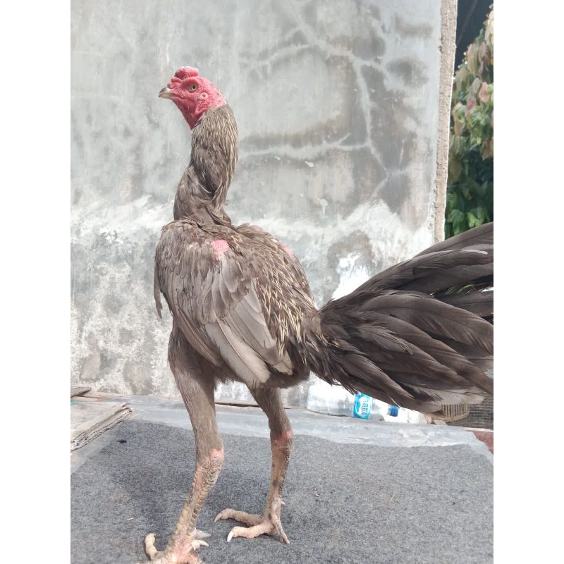 Telur ayam Bangkok bulbi kelabu x pakhoy telur fertil