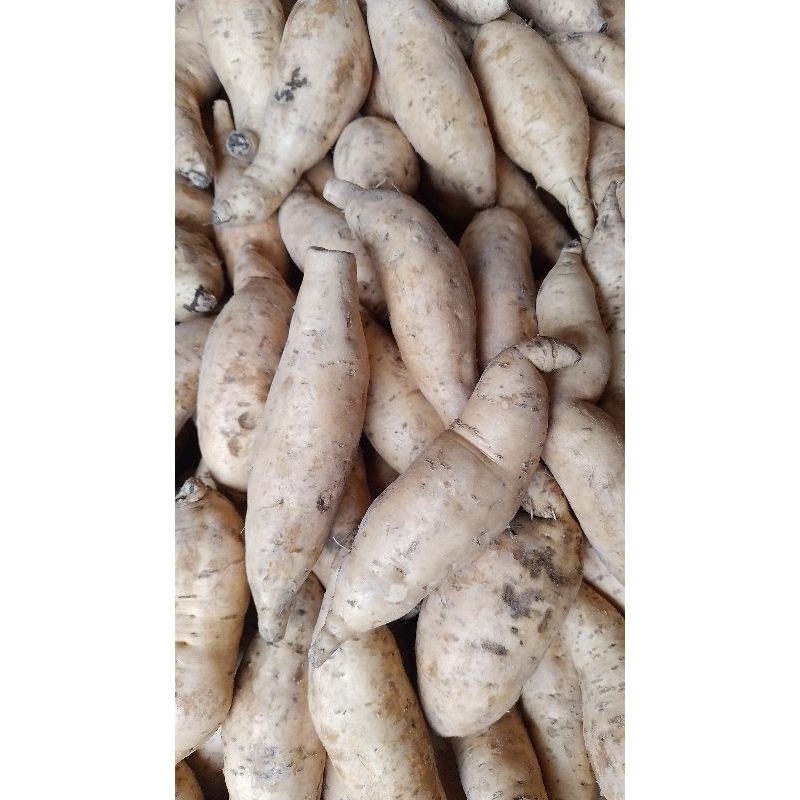 

telo/ubi cilembu jabar..lebih lumeer pulen manis