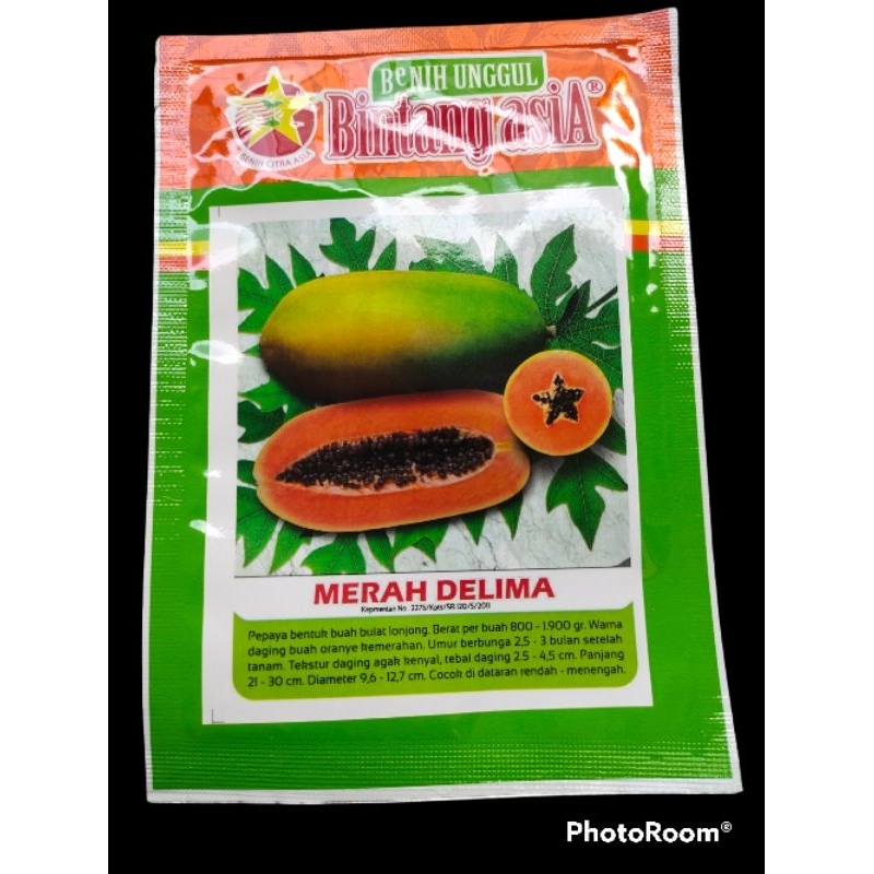 BENIH PEPAYA MERAH DELIMA - BIBIT PEPAYA California/ kalifornia BINTANG ASIA
