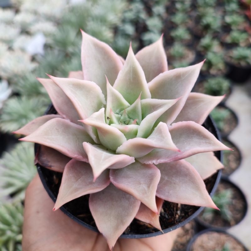 Echeveria Madiba | DP 10cm