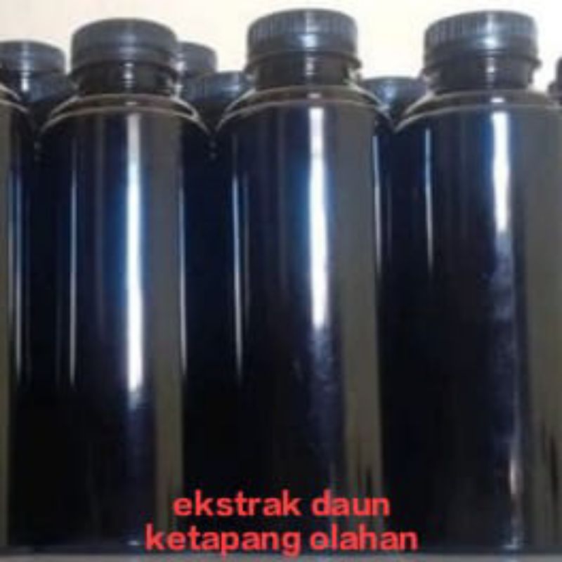 ekstrak daun Ketapang olahan alami,higeinis