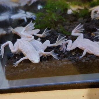 Katak air afrika albino african dwarf water frog air tawar tidak bisa lompat untuk aquascape dan ika