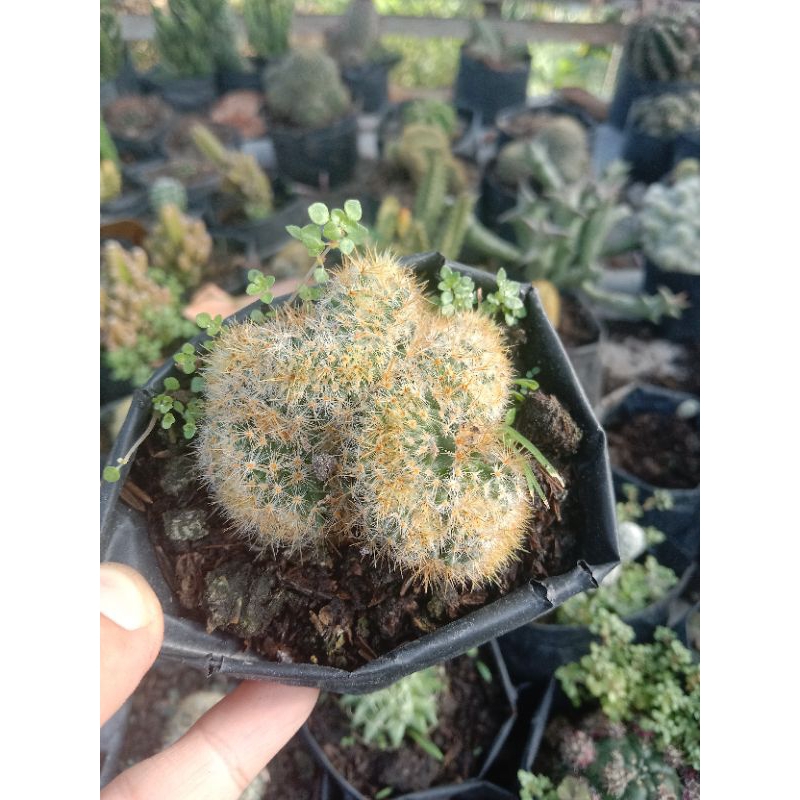 Kaktus cristata unik/kaktus ownroot/kaktus murah/kaktus pasaman