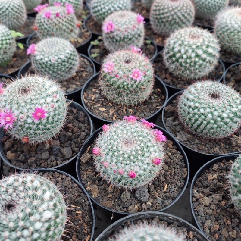 Mammillaria Woodsii | D 10 Cm | Kaktus