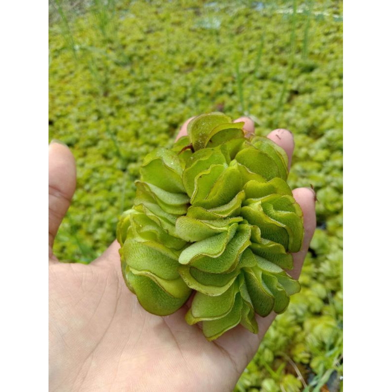 TANAMAN AQUASCAPE~SALVINIA MOLESTA~TANAMAN AIR~HIASAN KOLAM/AQUARIUM
