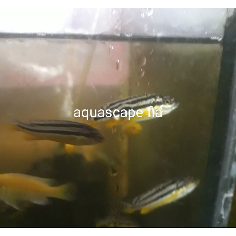 IKAN HIAS CICLID NIASA