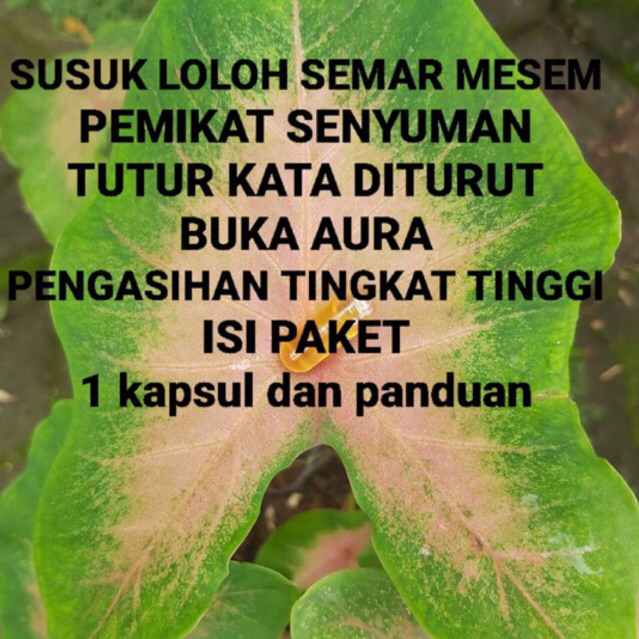 KAPSUL LOLOH S3M4R M353M