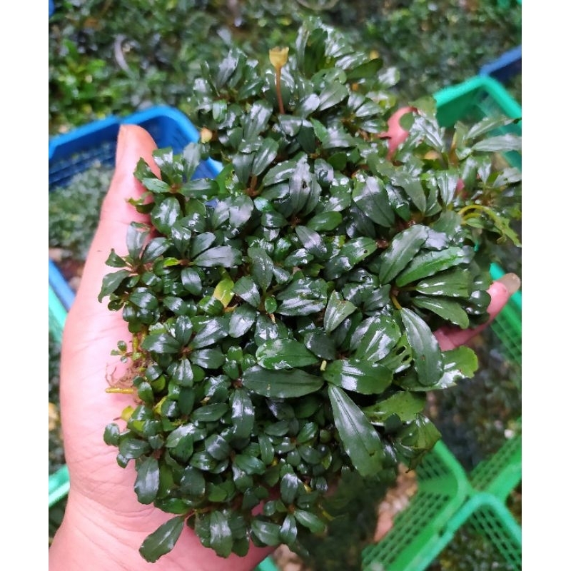 Bucephalandra / per 1kg 1KILO / tanaman aquascape / buce