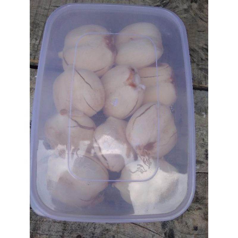 Buah Lontar Kupas Segar || isi 10 Biji