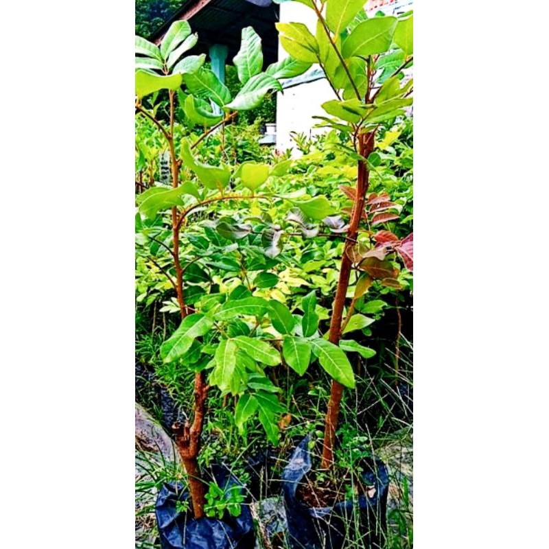 Bibit kelengkeng 2dimensi ( 1pohon 2jenis_2warna